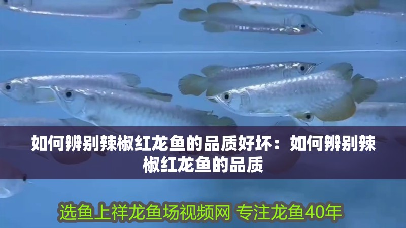 如何辨別辣椒紅龍魚的品質好壞：如何辨別辣椒紅龍魚的品質