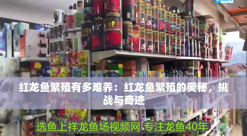 紅龍魚繁殖有多難養：紅龍魚繁殖的奧秘，挑戰與奇跡