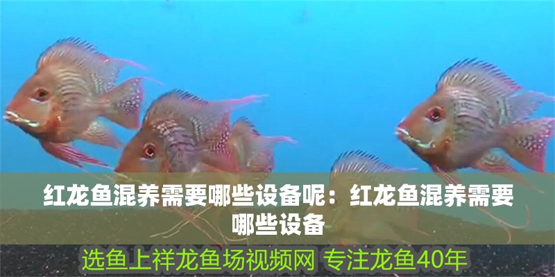 紅龍魚混養需要哪些設備呢：紅龍魚混養需要哪些設備