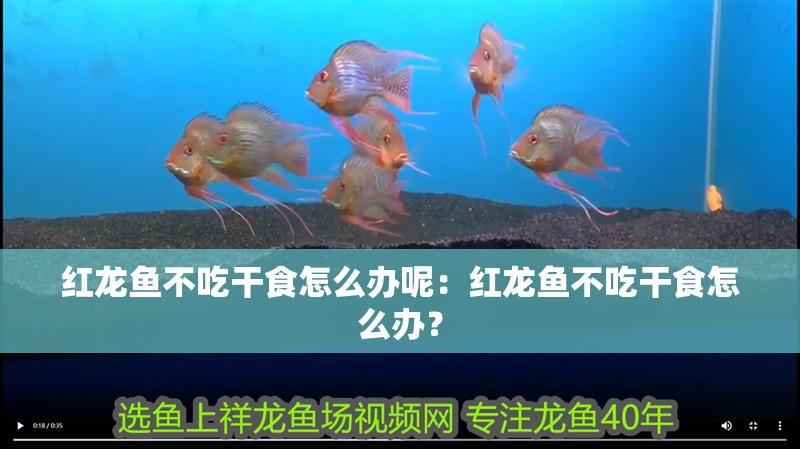 紅龍魚不吃干食怎么辦呢：紅龍魚不吃干食怎么辦？