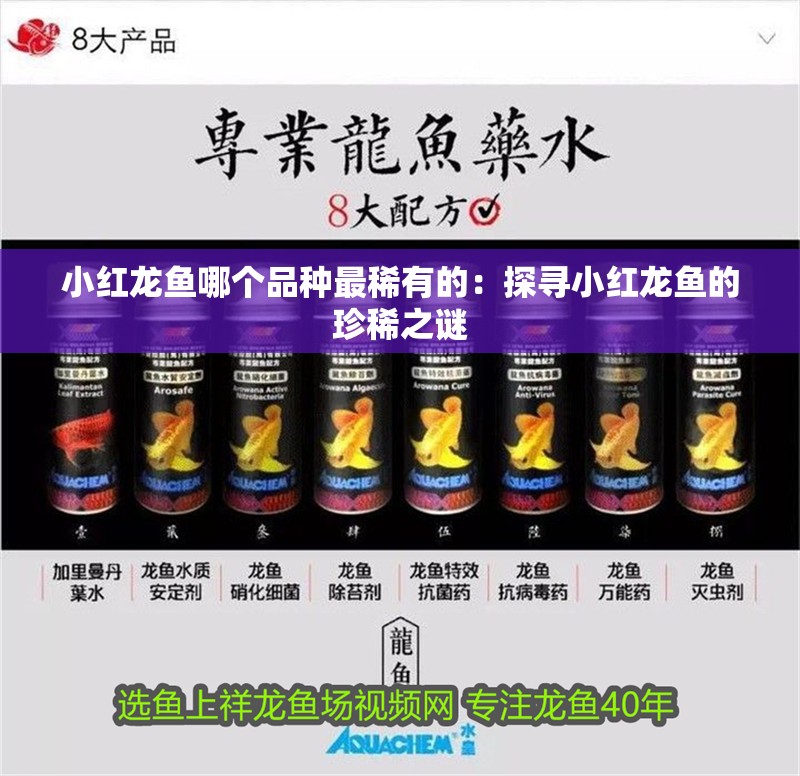 小紅龍魚哪個品種最稀有的：探尋小紅龍魚的珍稀之謎