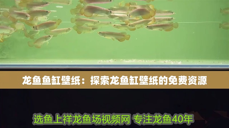 龍魚(yú)魚(yú)缸壁紙：探索龍魚(yú)缸壁紙的免費(fèi)資源