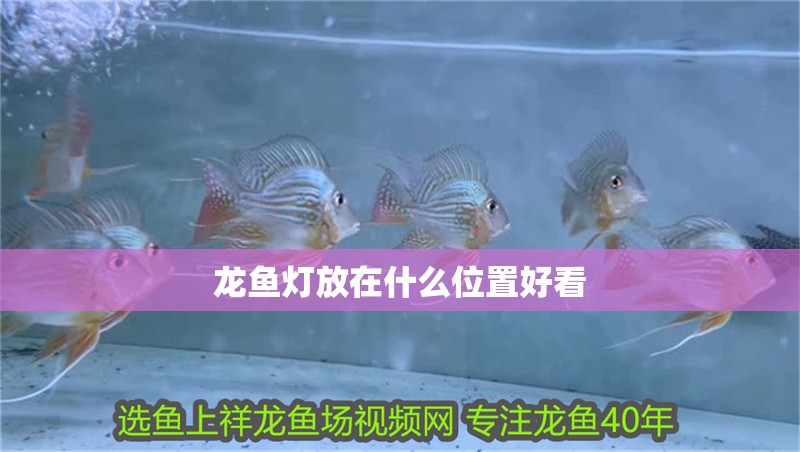 龍魚燈放在什么位置好看