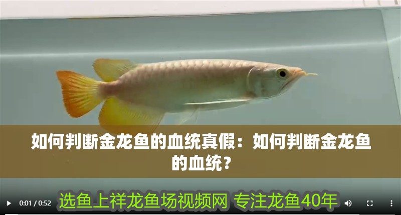 如何判斷金龍魚的血統(tǒng)真假：如何判斷金龍魚的血統(tǒng)？