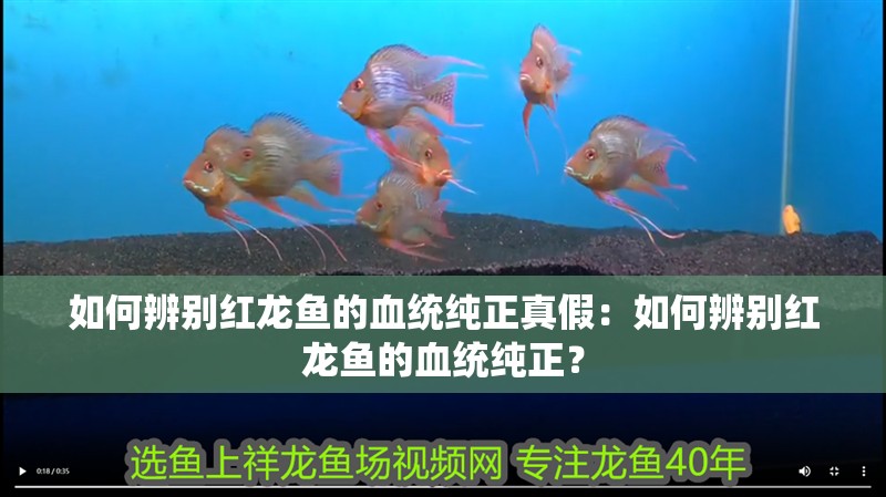 如何辨別紅龍魚的血統(tǒng)純正真假：如何辨別紅龍魚的血統(tǒng)純正？