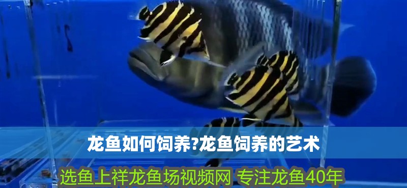 龍魚如何飼養?龍魚飼養的藝術