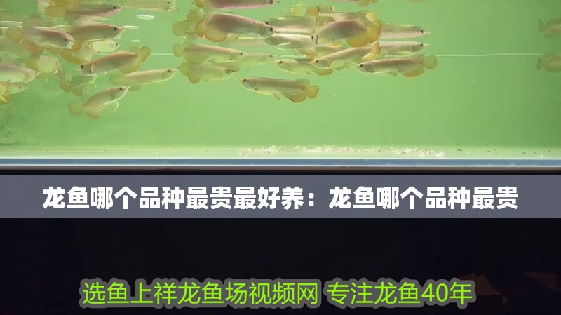 龍魚哪個品種最貴最好養：龍魚哪個品種最貴