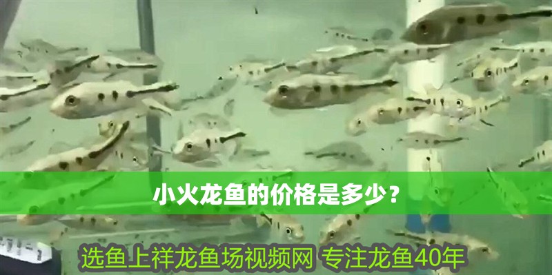 小火龍魚的價(jià)格是多少？