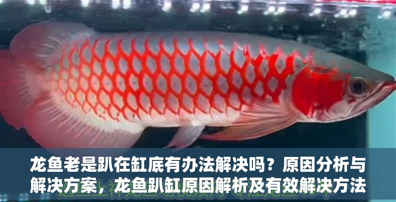 龍魚老是趴在缸底有辦法解決嗎？原因分析與解決方案，龍魚趴缸原因解析及有效解決方法