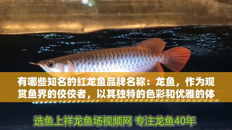 有哪些知名的紅龍魚品牌名稱：龍魚，作為觀賞魚界的佼佼者，以其獨特的色彩和優(yōu)雅的體態(tài)深受養(yǎng)魚愛好者的喜愛。在眾多品牌中，哪些是市場上公認的知名紅龍魚品牌呢？本文將為您揭曉這些知名品牌及其背后的實力與特色