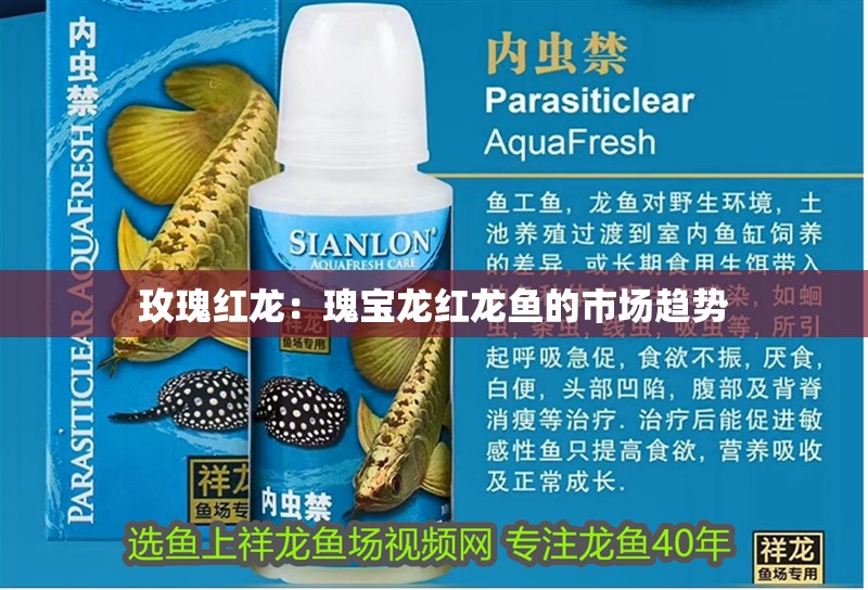 玫瑰紅龍：瑰寶龍紅龍魚的市場趨勢