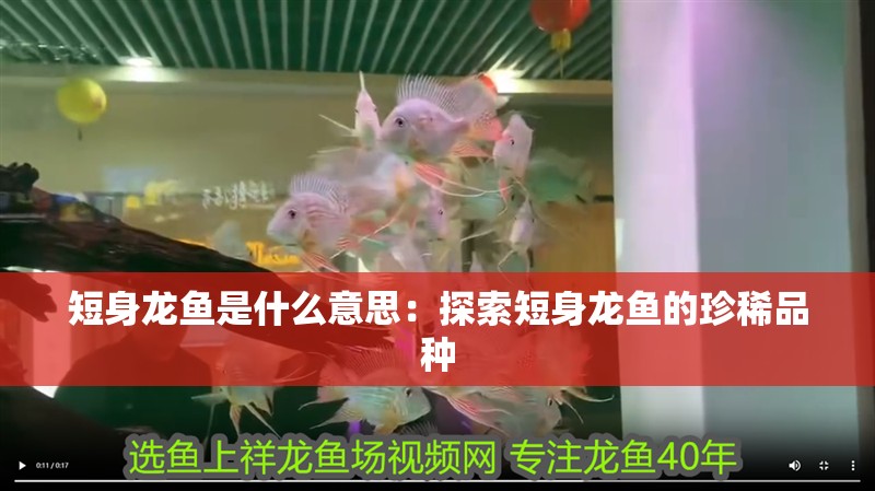 短身龍魚是什么意思：探索短身龍魚的珍稀品種