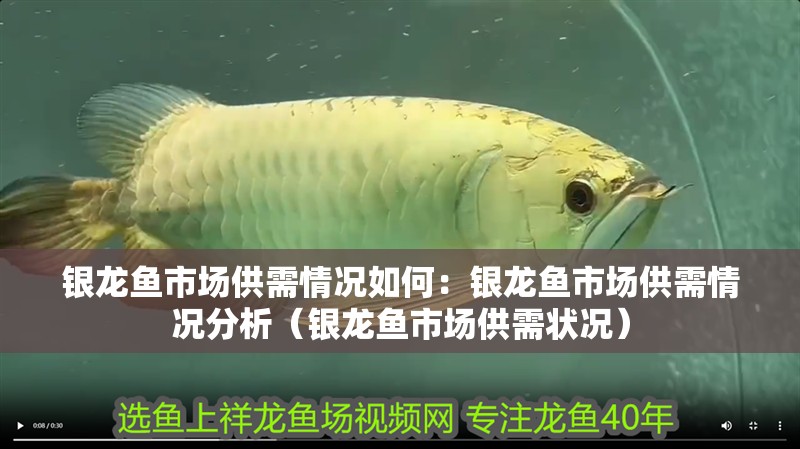 銀龍魚市場供需情況如何：銀龍魚市場供需情況分析（銀龍魚市場供需狀況）