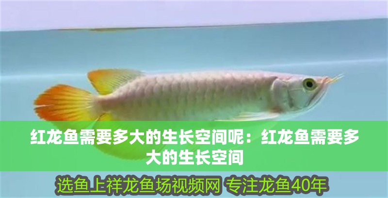 紅龍魚需要多大的生長空間呢：紅龍魚需要多大的生長空間