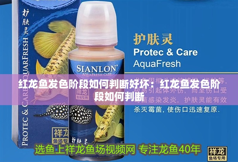 紅龍魚發色階段如何判斷好壞：紅龍魚發色階段如何判斷