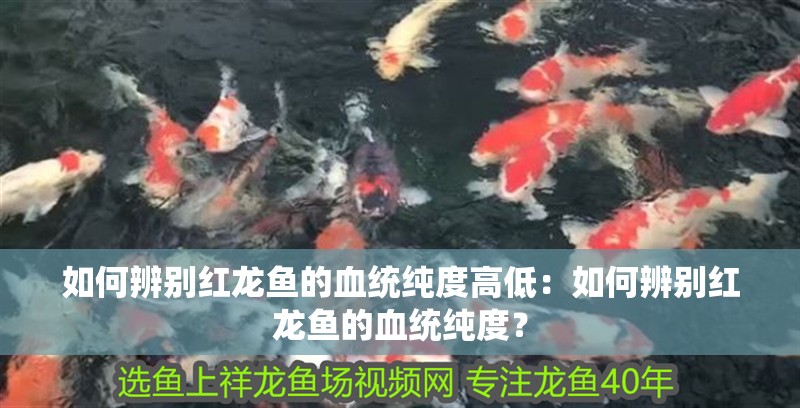 如何辨別紅龍魚的血統純度高低：如何辨別紅龍魚的血統純度？