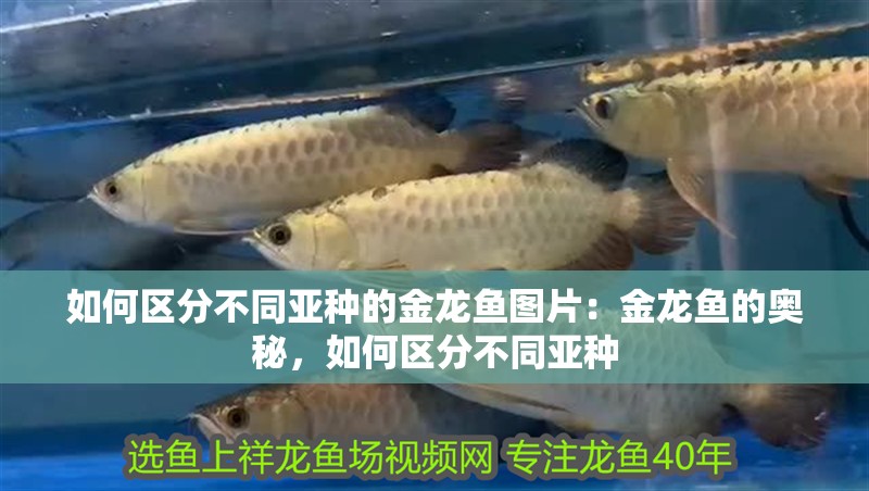 如何區分不同亞種的金龍魚圖片：金龍魚的奧秘，如何區分不同亞種