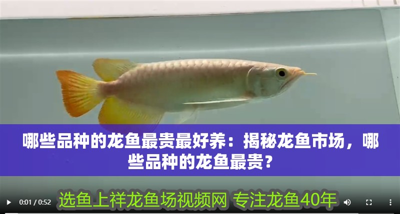 哪些品種的龍魚最貴最好養(yǎng)：揭秘龍魚市場，哪些品種的龍魚最貴？