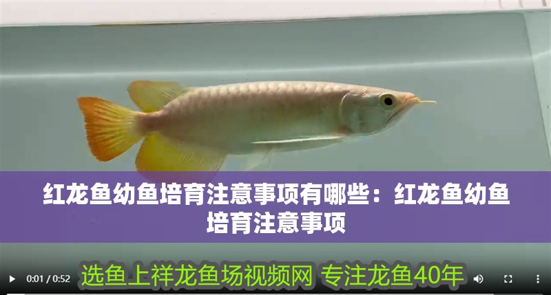 紅龍魚幼魚培育注意事項有哪些：紅龍魚幼魚培育注意事項