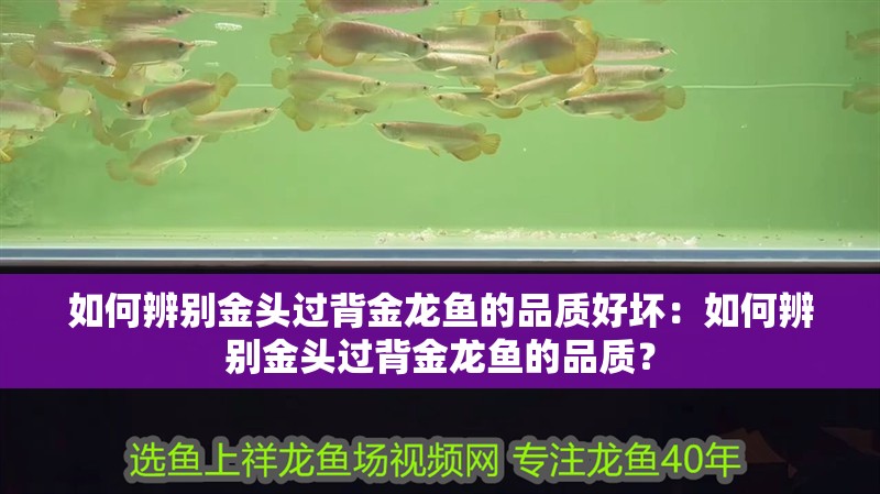 如何辨別金頭過背金龍魚的品質好壞：如何辨別金頭過背金龍魚的品質？