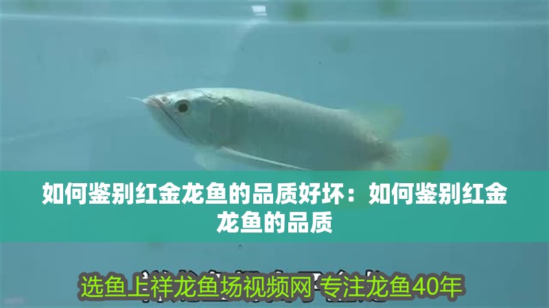 如何鑒別紅金龍魚的品質好壞：如何鑒別紅金龍魚的品質