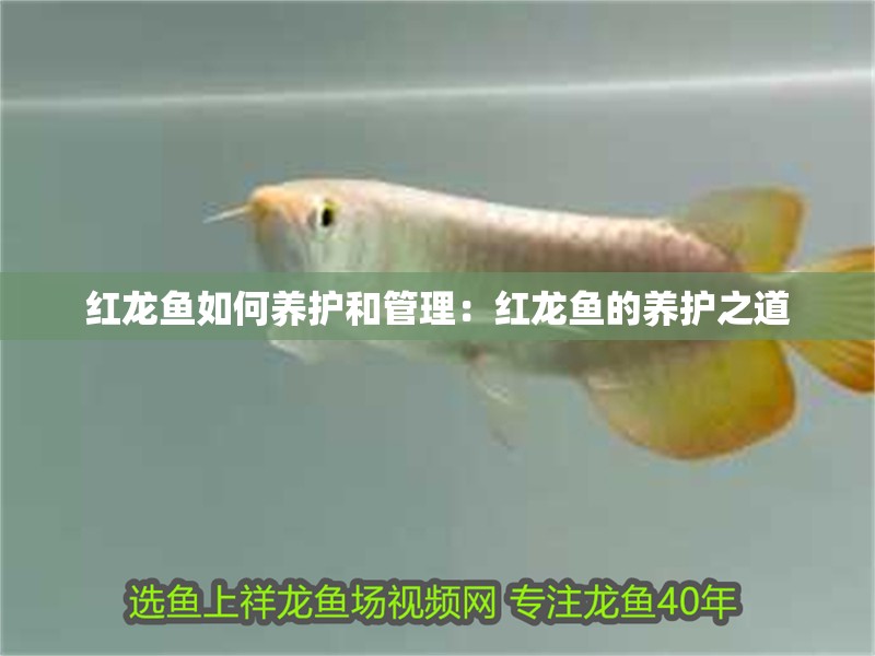 紅龍魚如何養(yǎng)護和管理：紅龍魚的養(yǎng)護之道