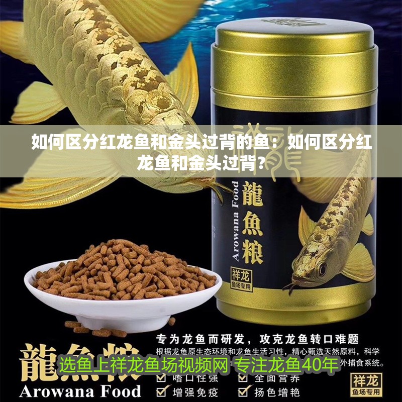 如何區分紅龍魚和金頭過背的魚：如何區分紅龍魚和金頭過背？