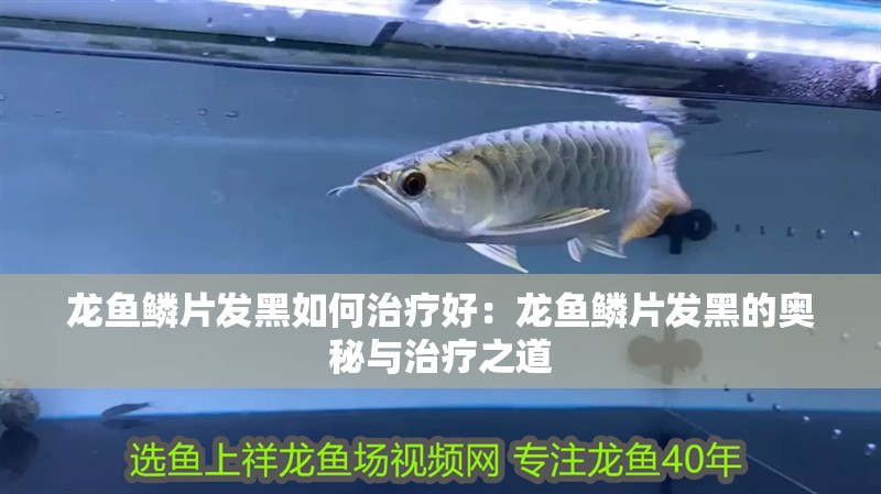 龍魚(yú)鱗片發(fā)黑如何治療好：龍魚(yú)鱗片發(fā)黑的奧秘與治療之道