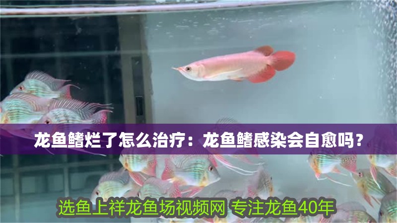龍魚鰭爛了怎么治療：龍魚鰭感染會自愈嗎？