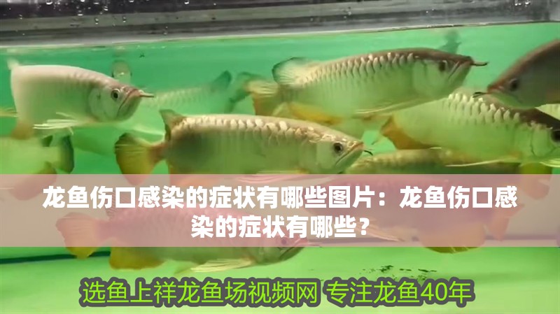 龍魚傷口感染的癥狀有哪些圖片：龍魚傷口感染的癥狀有哪些？
