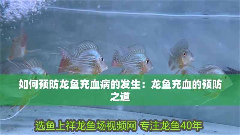 如何預(yù)防龍魚充血病的發(fā)生：龍魚充血的預(yù)防之道