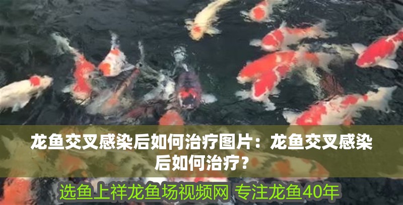 龍魚交叉感染后如何治療圖片：龍魚交叉感染后如何治療？ 龍魚交叉感染后如何治療圖片：龍魚交叉感染后如何治療？ 水族問答