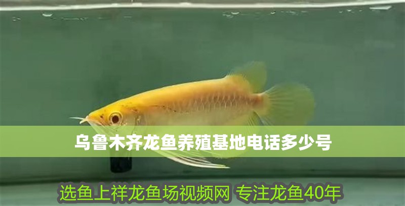 烏魯木齊龍魚養殖基地電話多少號