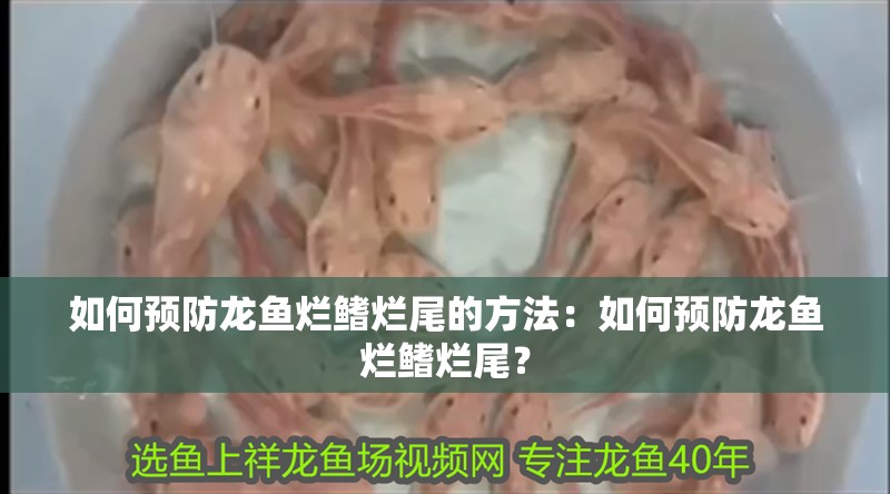 如何預防龍魚爛鰭爛尾的方法：如何預防龍魚爛鰭爛尾？