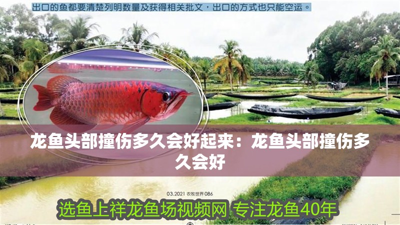 龍魚頭部撞傷多久會好起來：龍魚頭部撞傷多久會好