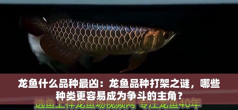 龍魚什么品種最兇：龍魚品種打架之謎，哪些種類更容易成為爭(zhēng)斗的主角？