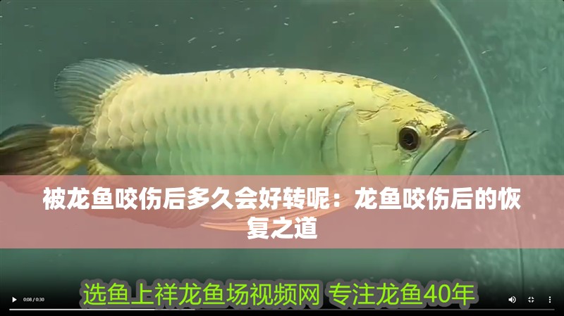 被龍魚咬傷后多久會好轉呢：龍魚咬傷后的恢復之道 被龍魚咬傷后多久會好轉呢：龍魚咬傷后的恢復之道 水族問答