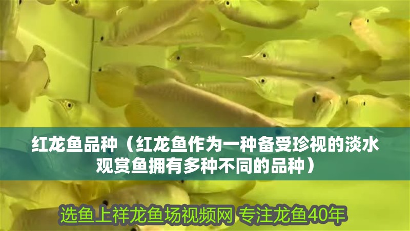 紅龍魚品種（紅龍魚作為一種備受珍視的淡水觀賞魚擁有多種不同的品種）