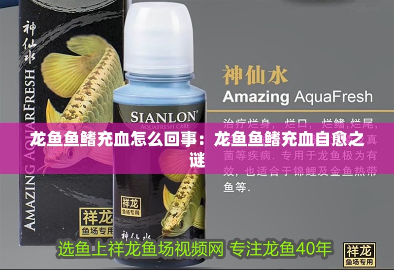 龍魚魚鰭充血怎么回事：龍魚魚鰭充血自愈之謎