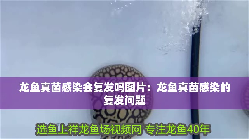 龍魚真菌感染會(huì)復(fù)發(fā)嗎圖片：龍魚真菌感染的復(fù)發(fā)問題