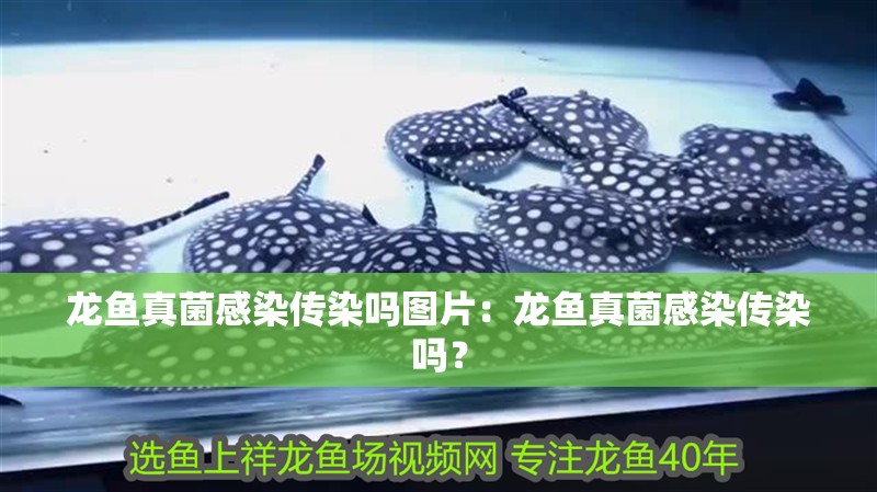 龍魚真菌感染傳染嗎圖片：龍魚真菌感染傳染嗎？