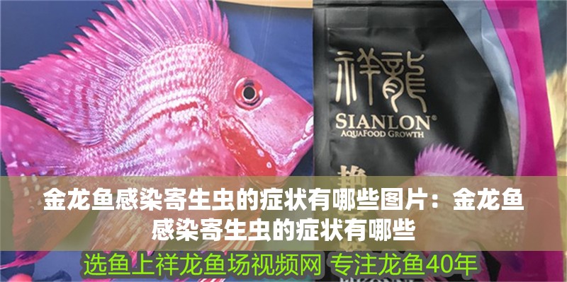 金龍魚感染寄生蟲的癥狀有哪些圖片：金龍魚感染寄生蟲的癥狀有哪些