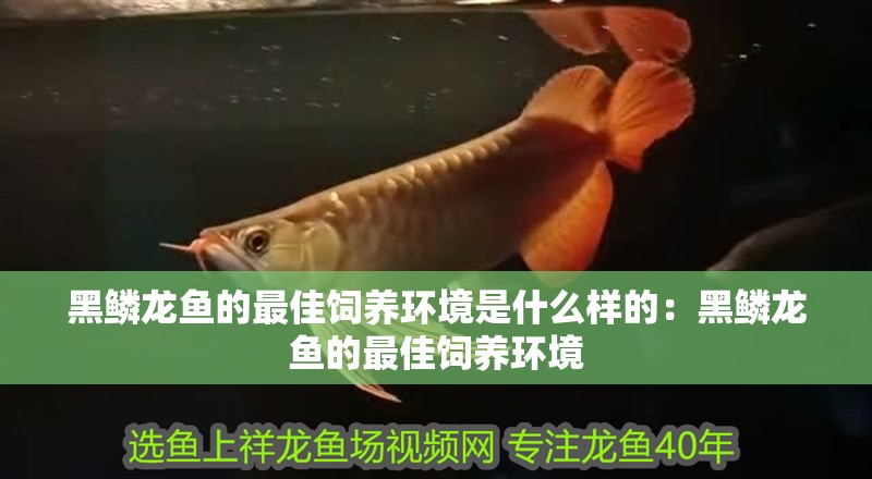 黑鱗龍魚的最佳飼養環境是什么樣的：黑鱗龍魚的最佳飼養環境
