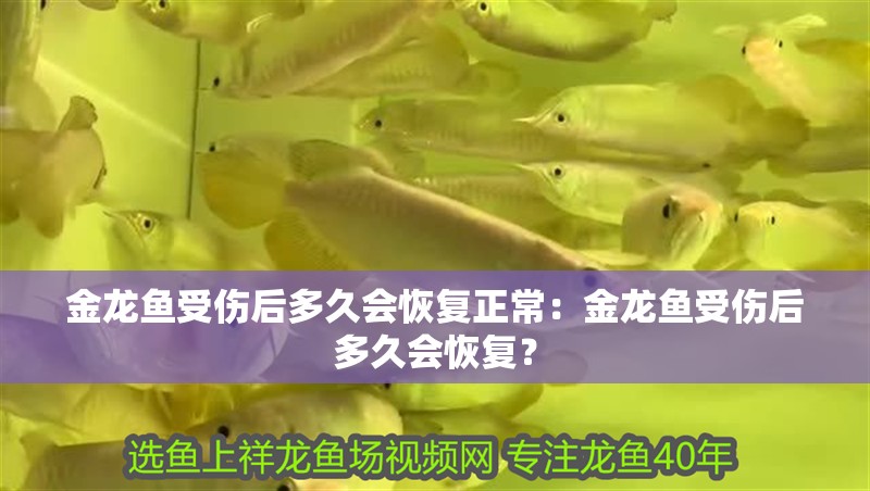 金龍魚受傷后多久會恢復正常：金龍魚受傷后多久會恢復？
