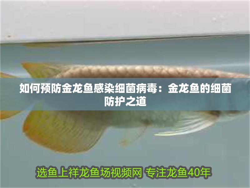 如何預(yù)防金龍魚(yú)感染細(xì)菌病毒：金龍魚(yú)的細(xì)菌防護(hù)之道