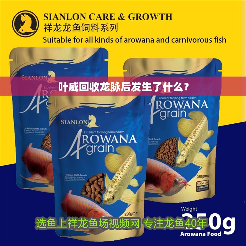 葉威回收龍脈后發生了什么？ 葉威回收龍脈后發生了什么？ 龍魚百科