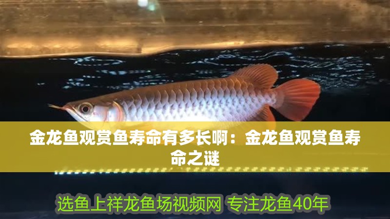 金龍魚觀賞魚壽命有多長啊：金龍魚觀賞魚壽命之謎