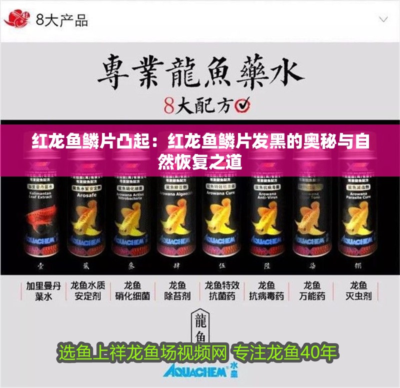 紅龍魚鱗片凸起：紅龍魚鱗片發黑的奧秘與自然恢復之道