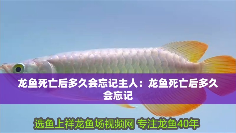 龍魚死亡后多久會(huì)忘記主人：龍魚死亡后多久會(huì)忘記