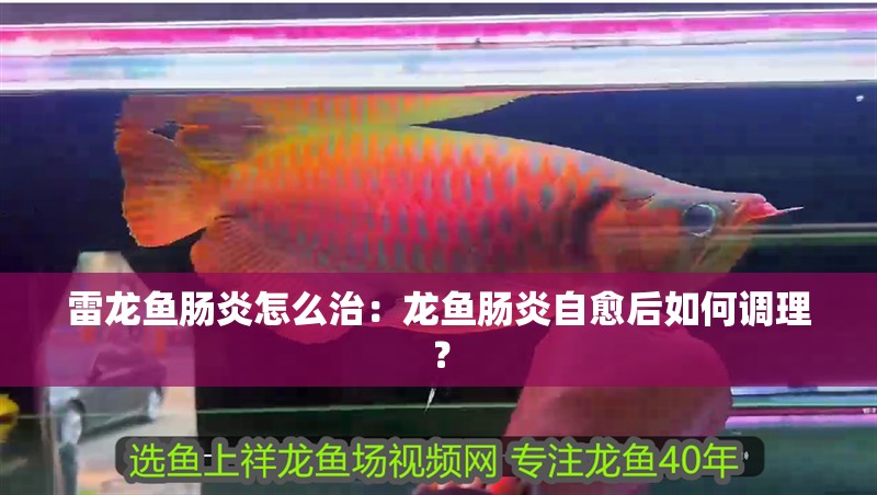 雷龍魚腸炎怎么治：龍魚腸炎自愈后如何調理？